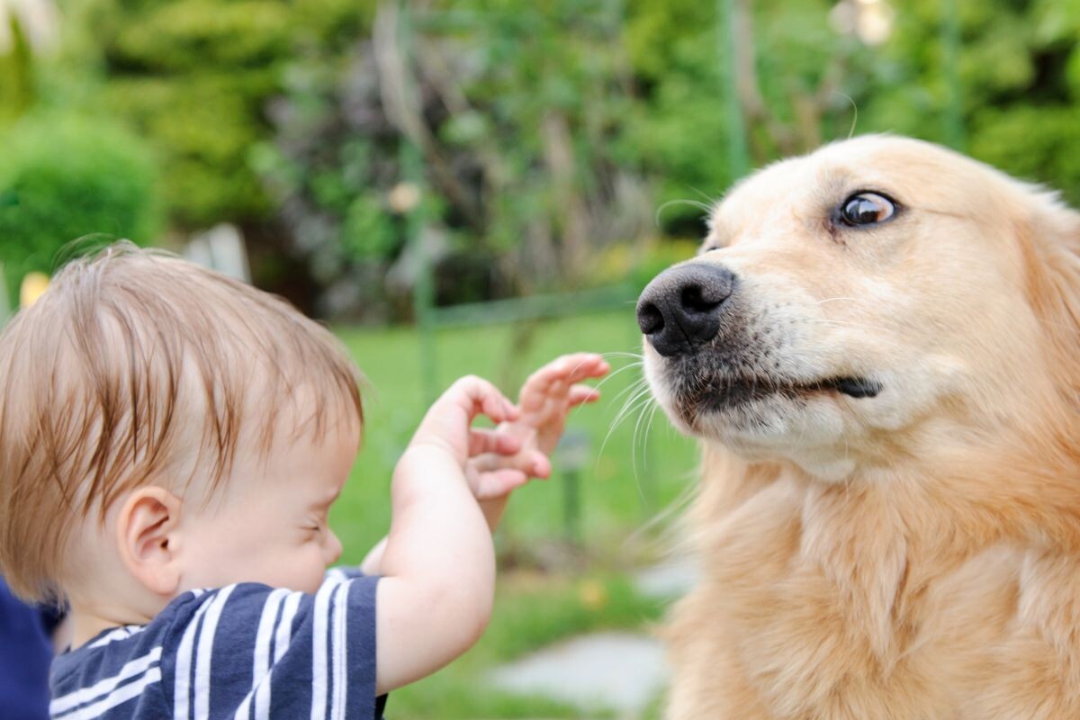 Китовый глаз у собаки 