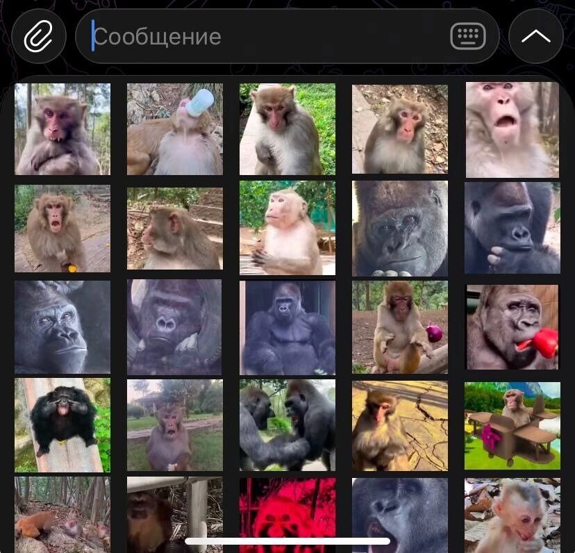    Если Telegram заблокируют, я буду скучать по своему стикерпаку с обезьянами   Telegram