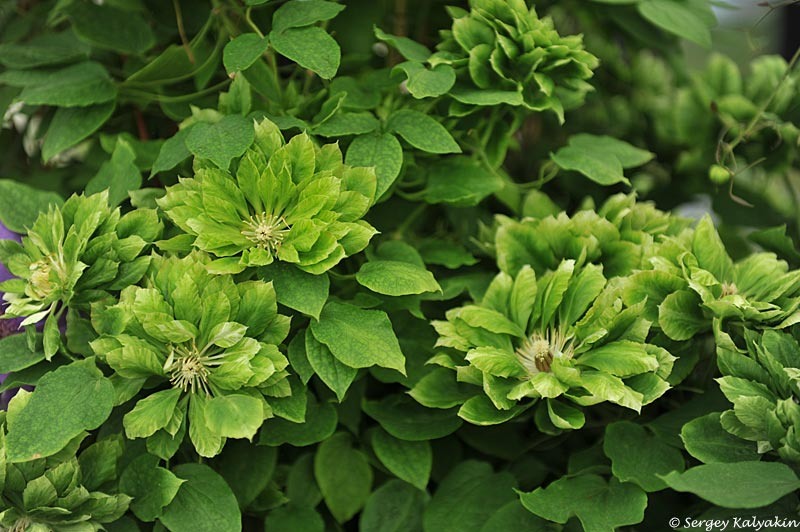 Клематис 'Green Passion'