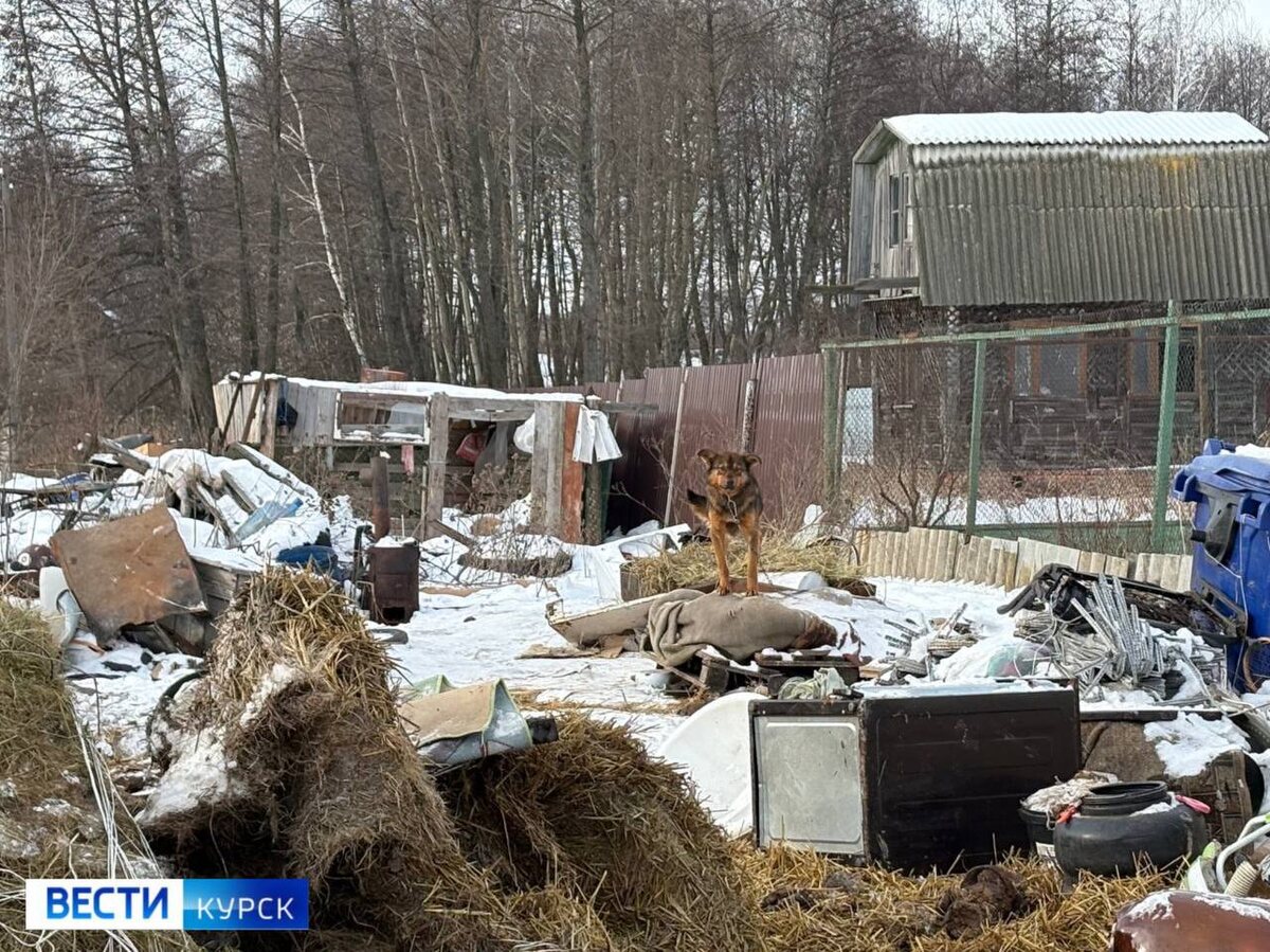    В Курской области во дворе у местных жителей появился «непрошенный зоопарк»