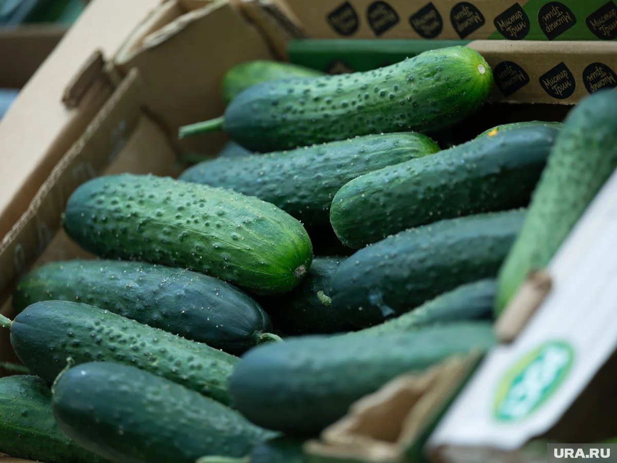     Особый интерес у вора вызвали огурцы