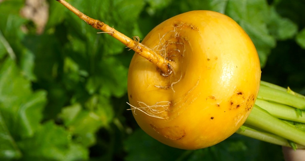 Почему репа исчезла из нашего рациона — и почему её стоит вернуть уже в 2026 году.