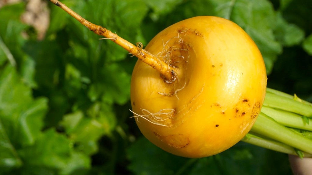 Репа (Brassica rapa subsp. rapa)