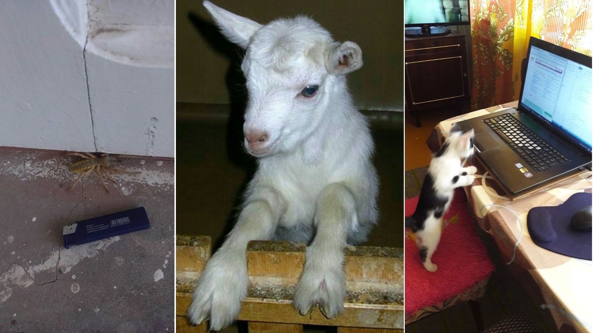 Что было 10 лет назад. Челлендж «Мой 2016 год». Рандомные фотографии. На первом фото – фаланга (ядовитый паук размером с зажигалку). Второе фото – у подруги родились козлята. Третье фото – у нас родились котята.