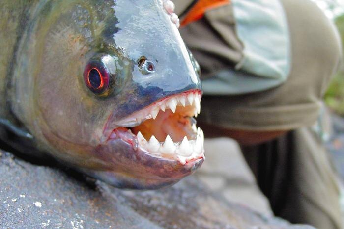 Обложка © Shutterstock / FOTODOM / The Jungle Explorer