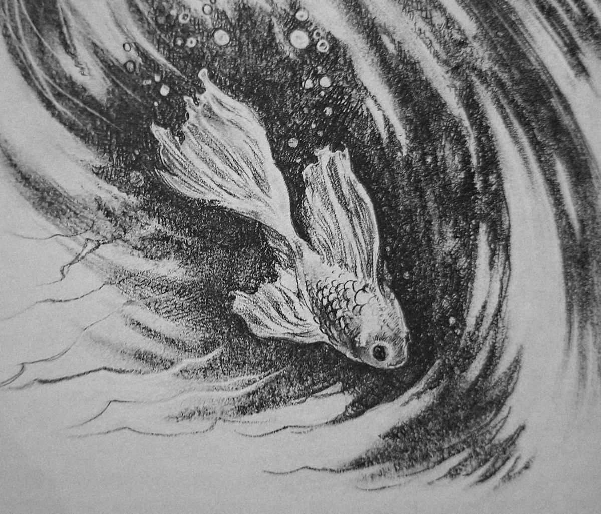 алый вуалехвост