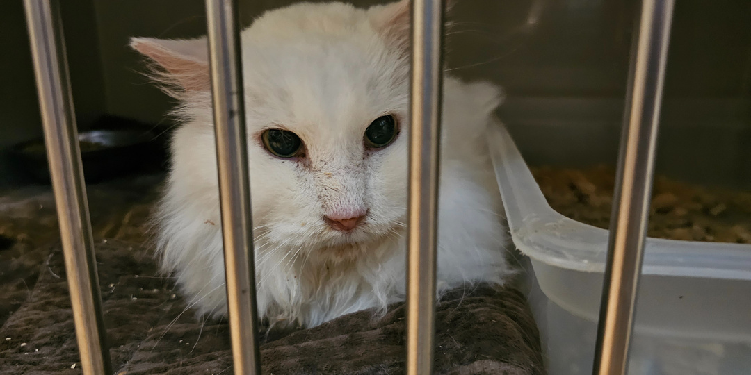 Кошек в приюте помогите спасти.