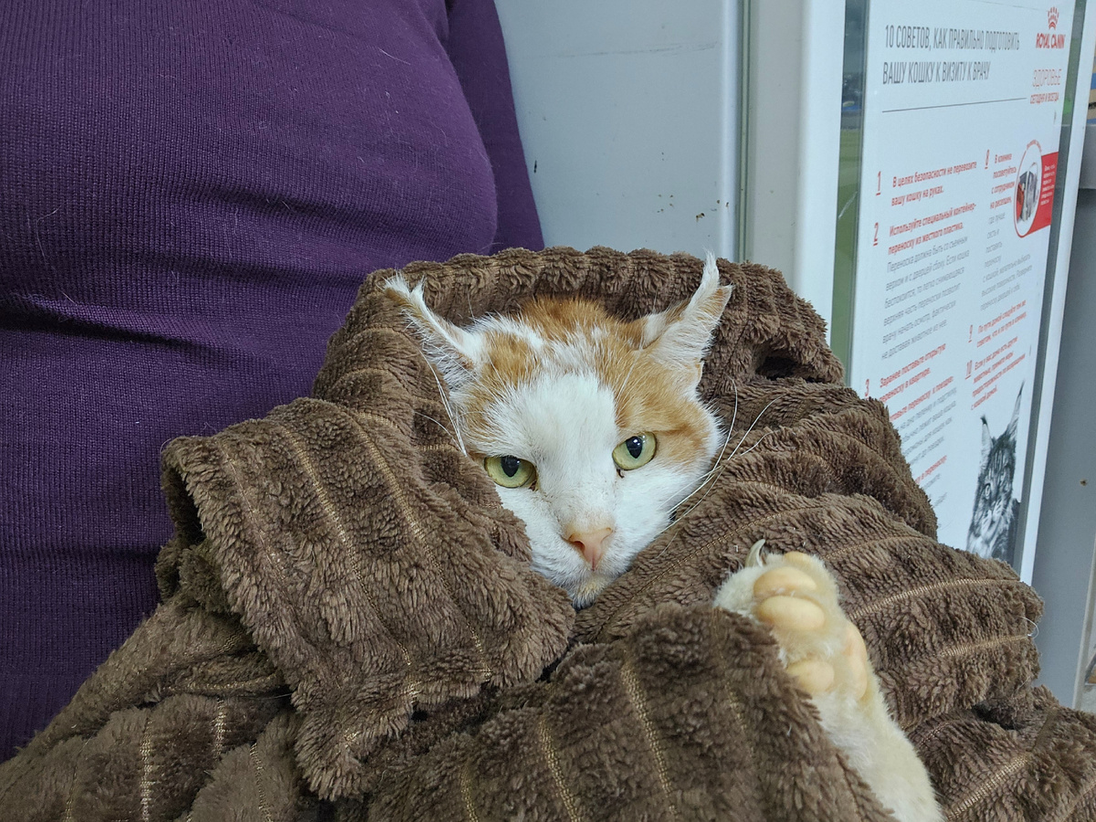 Фото автора. Боинга надо везти в клинику.