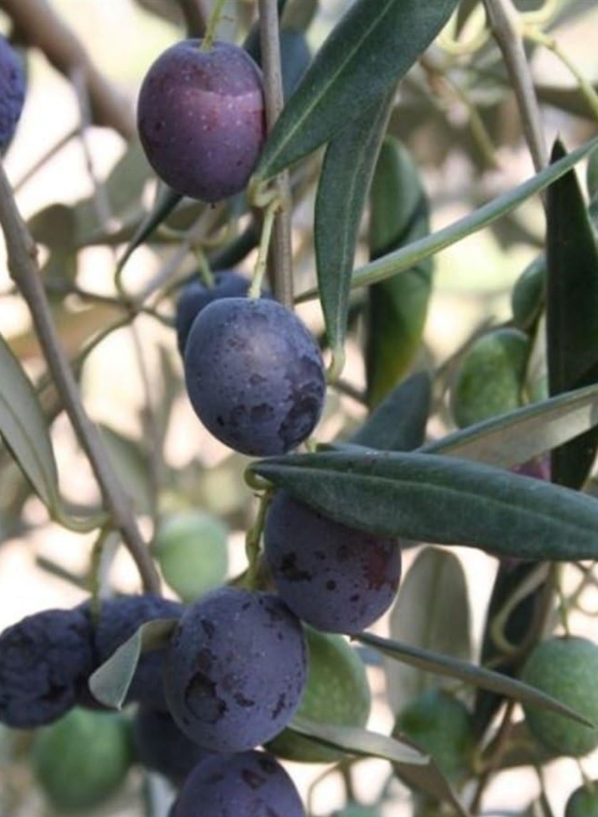 Фотография из открытых источников. Обратите внимание насколько мельче недозревшие плоды. Ну и цвет у них отличается от созревших зелёных сортов.