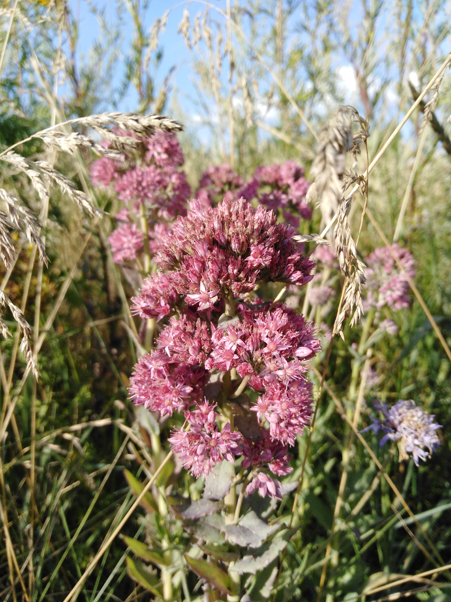 Август 2022. Нашла очиток на придорожном лугу и принесла в сад