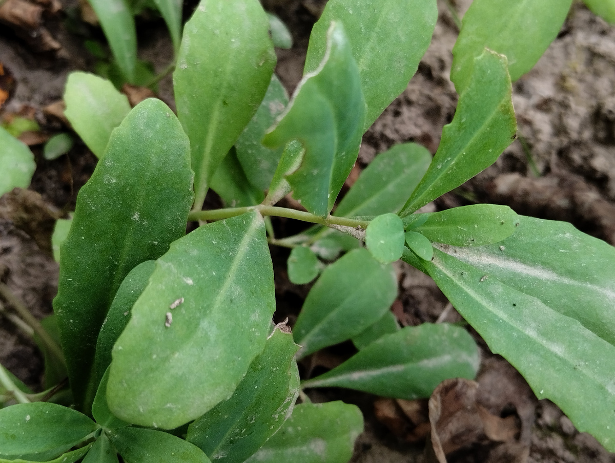 Листья очитка обыкновенного