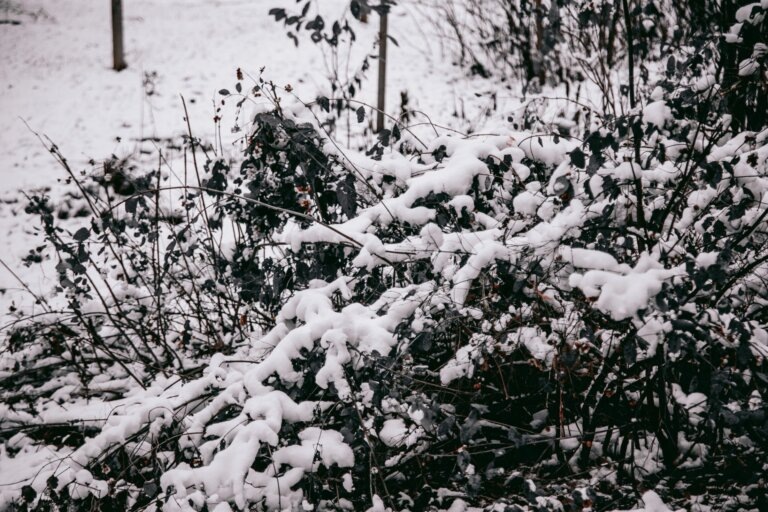    Фото: Общественная Служба Новостей Марта Леви