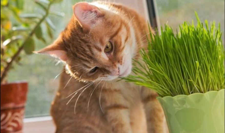 Можно ли заменить пасту на что-то другое 