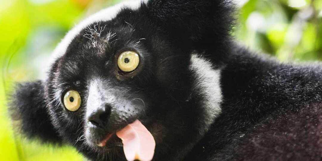 Знакомимся: это Индри — самые большие лемуры в мире