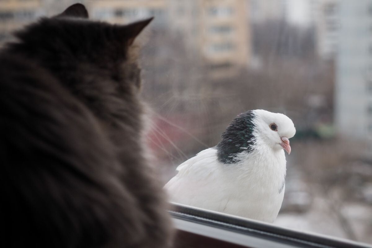 Кошка «чирикает» на птицу у окна