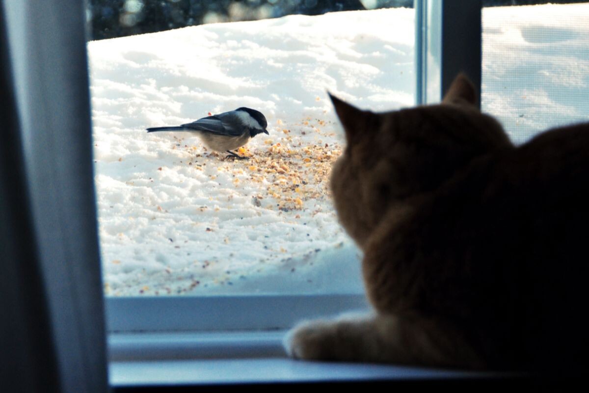 Кот смотрит на птицу в окно 