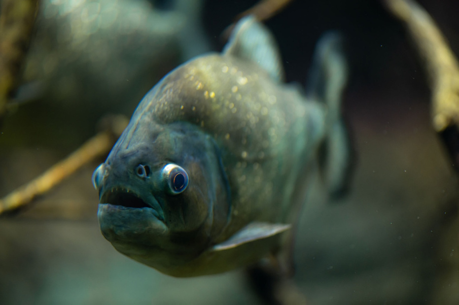    Shutterstock/FOTODOM