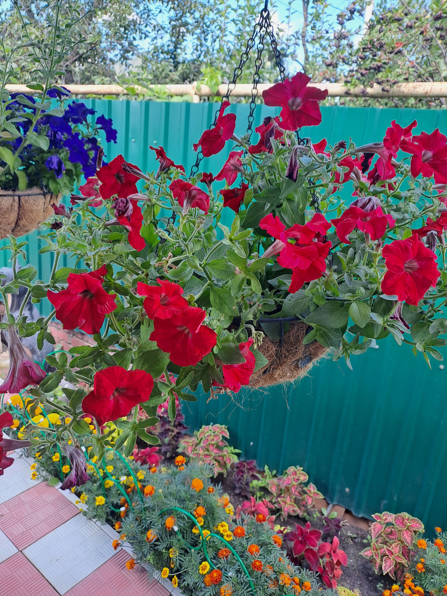 Ампельная петуния на моем участке