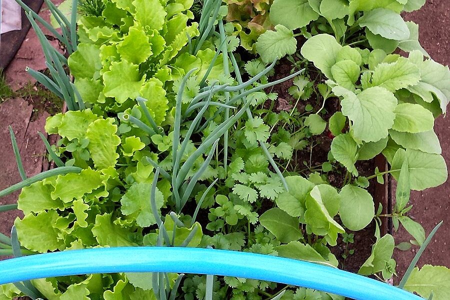 При раннем посеве и минимуме затрат можно получить первую зелень в апреле.