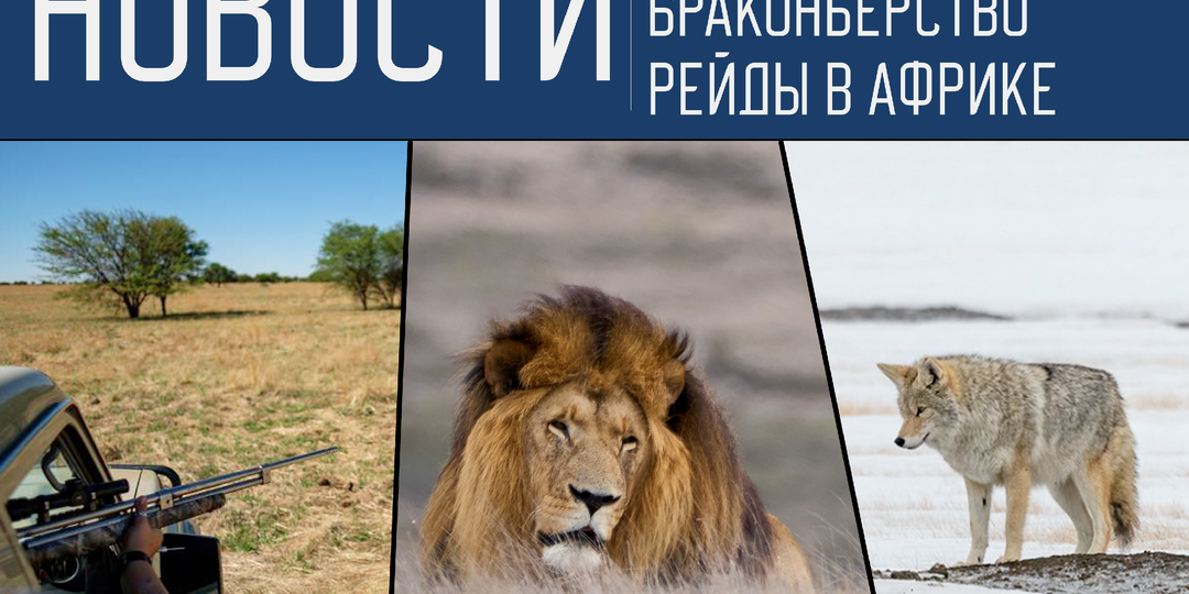 Вокруг охоты