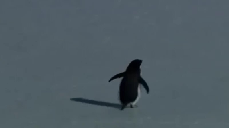     Пингвин-нигилист. Rutube