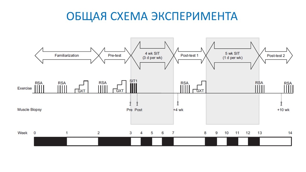 Рисунок 1. Общая схема эксперимента: тесты и две нагрузочные фазы.