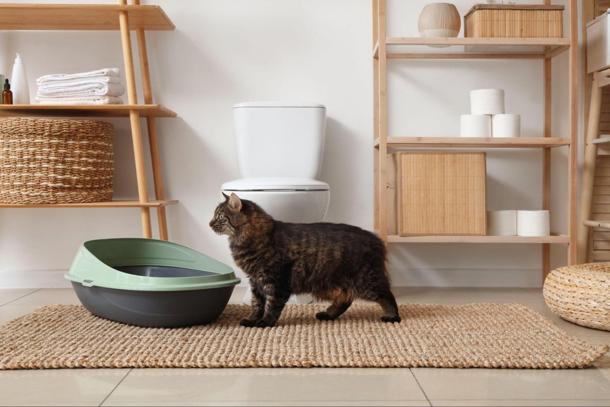    Иногда кошка отказывается ходить в лоток из-за боли или дискомфорта