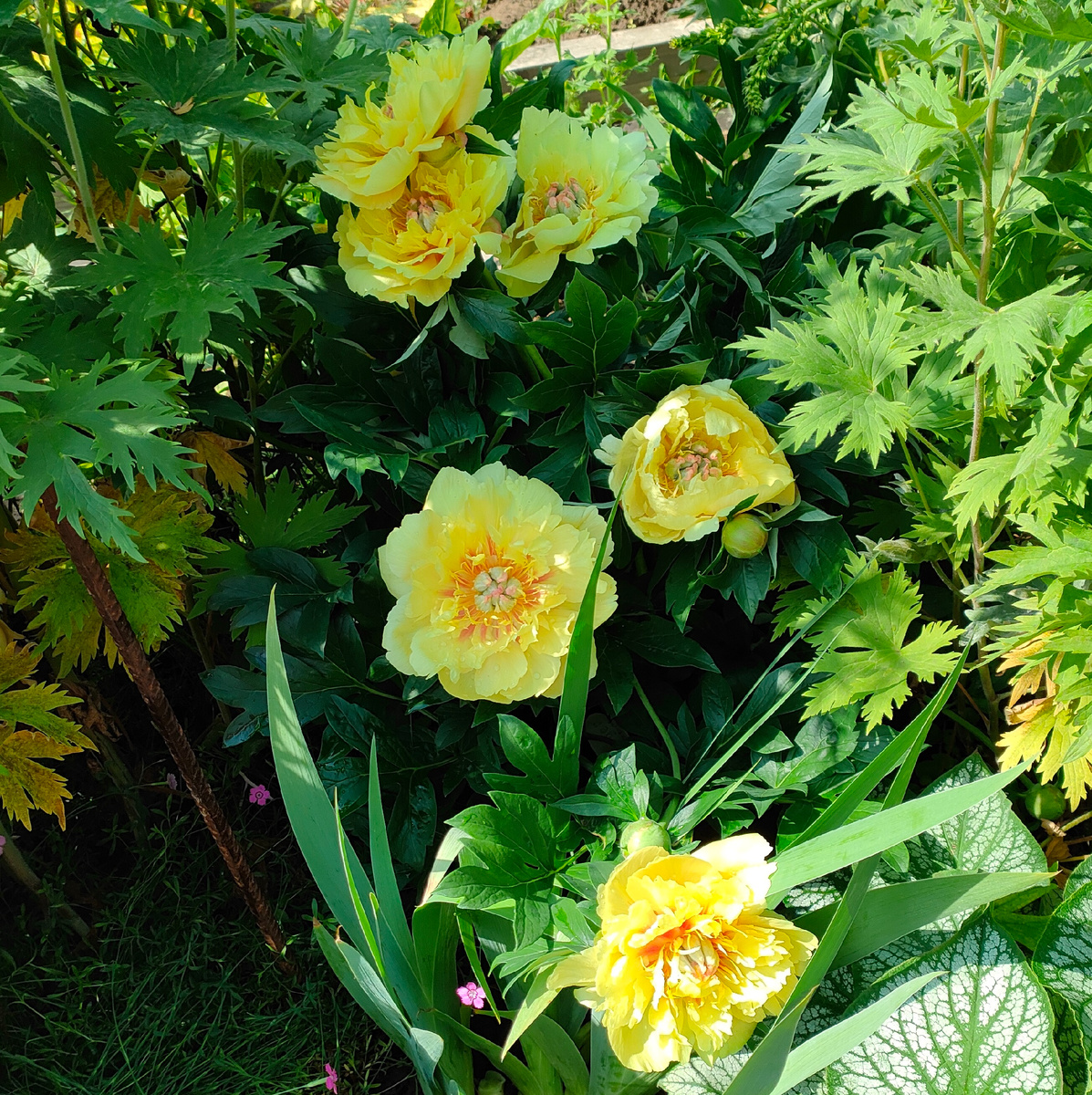 16.06.25 ИТО-пион Бордер Чарм