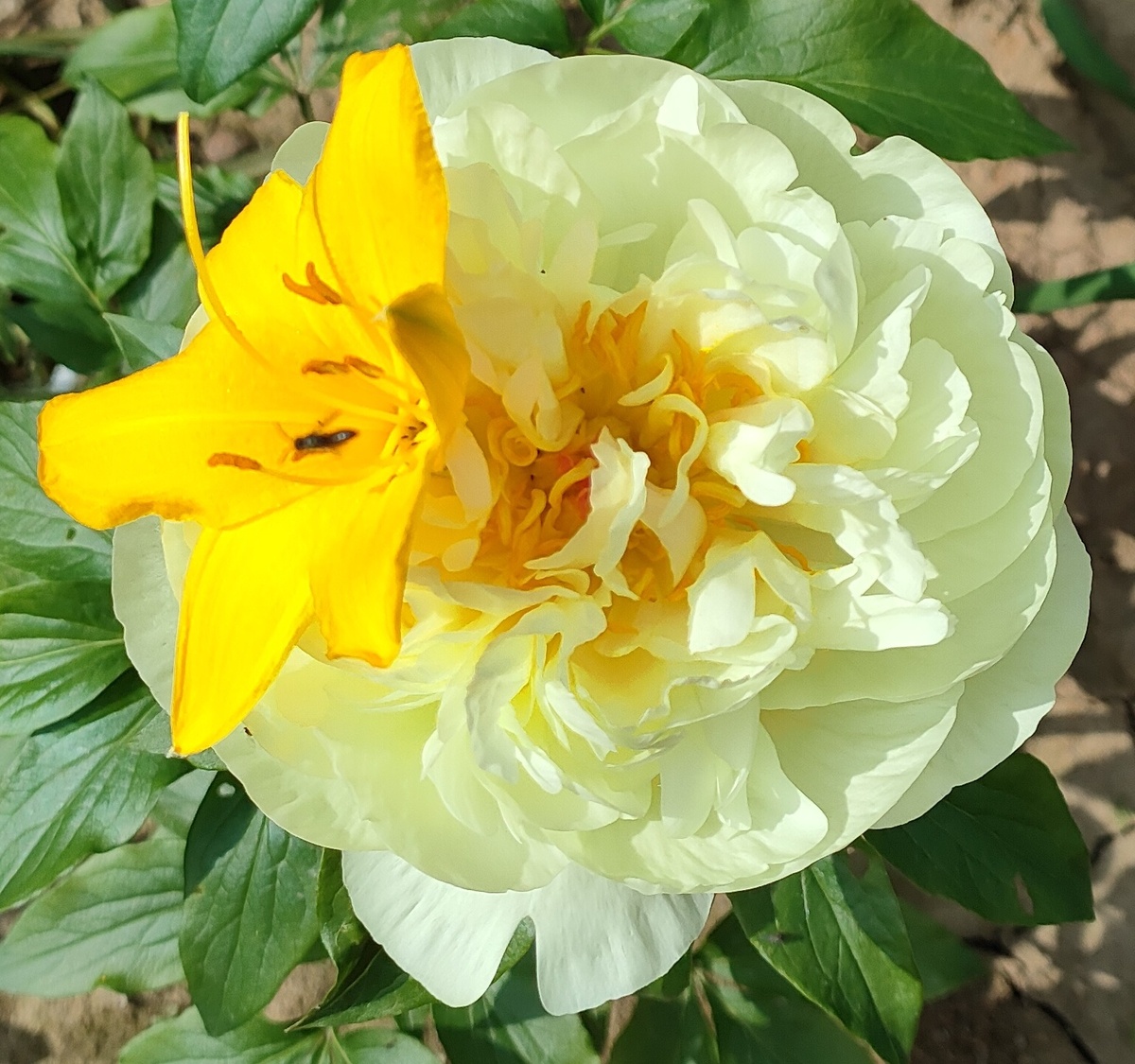 06.06.25 Пион травянистый Лемон Шиффон