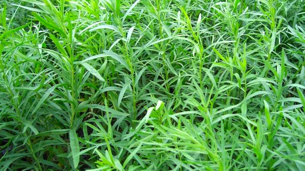 Эстрагон (тархун, Artemisia dracunculus)
