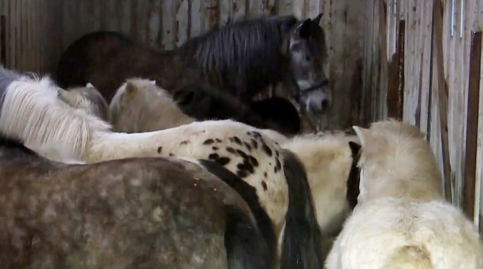 В Петербурге обнаружили 10 пони, запертых в грузовом контейнере в мороз