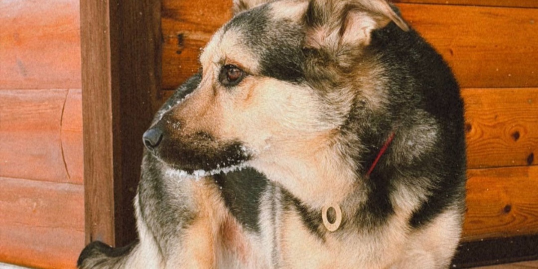 Как понять, что собака чувствует себя неспокойно