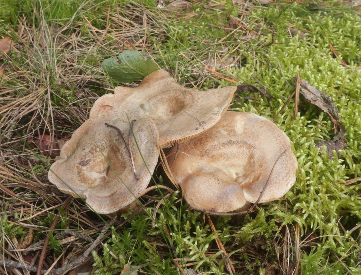 А ваш сосновый рыжик - он такой? (фото И.Лебединского)