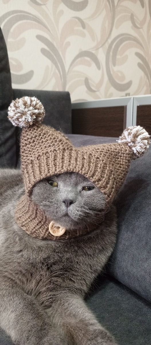 Фото автора: Филюша-булочка оценил работу хозяйки! 👌