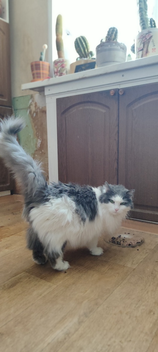 Кот Тоська или Анатолий. Так его назвала моя бабушка в честь моего папы. Серьёзный на вид, но очень добрый. Ему 13 лет. Спит под одеялом, и только если держишь его за лапку. 