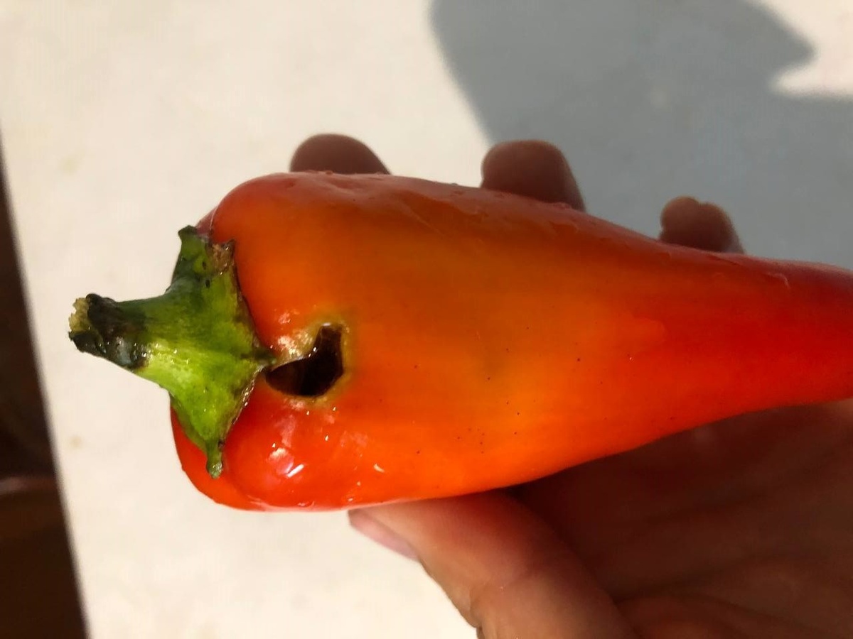 фото из чата Дачного агронома