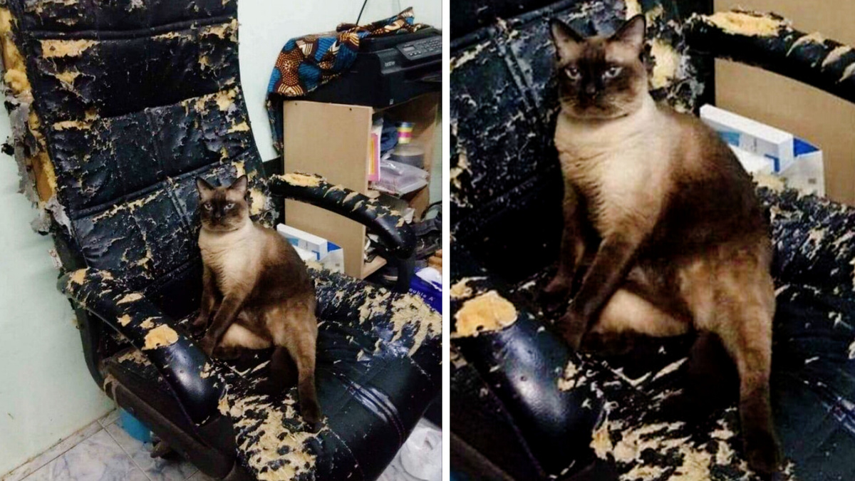 Не видишь - это моё кресло, сколько можно подписывать?! ЕЩЕ ФОТО --->>