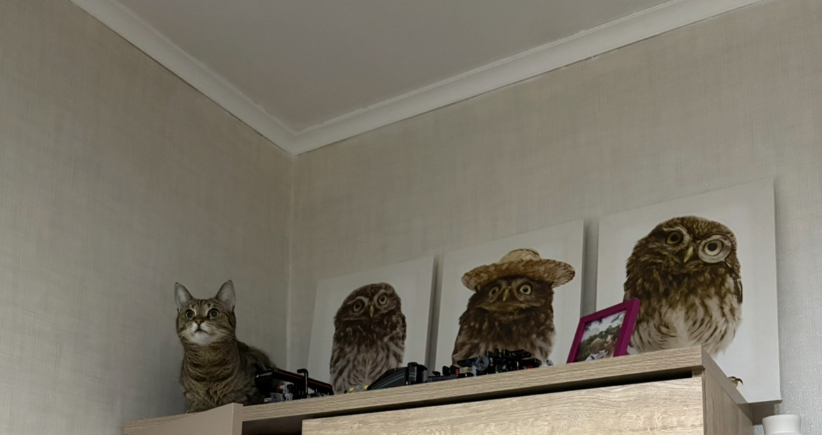 Четыре совенка