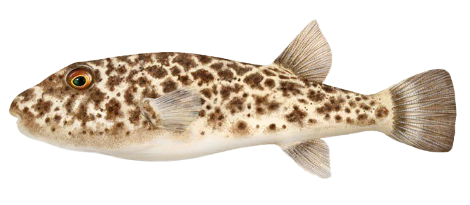 Sphoeroides testudineus