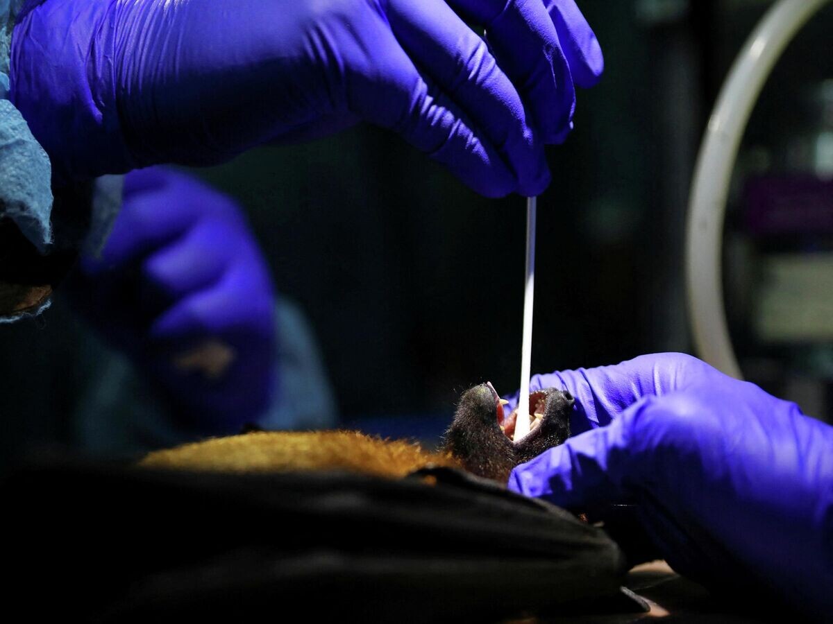    Лаборанты собирают образец слюны у летучей мыши в ходе исследования вируса Нипах | © REUTERS / Mohammad Ponir Hossain