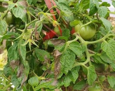 фитофтороз (фото из чата Дачного агронома)