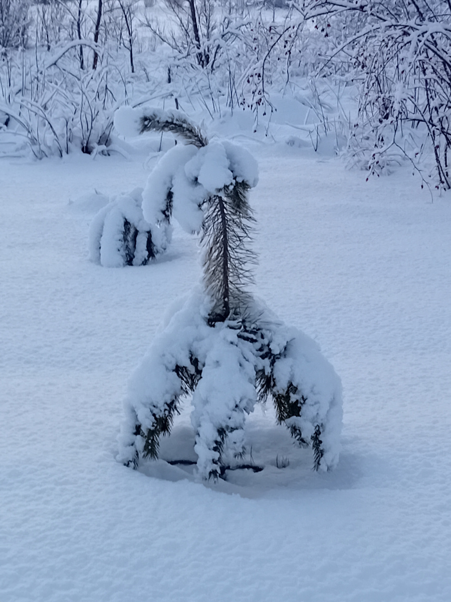 Холодно моей елочке