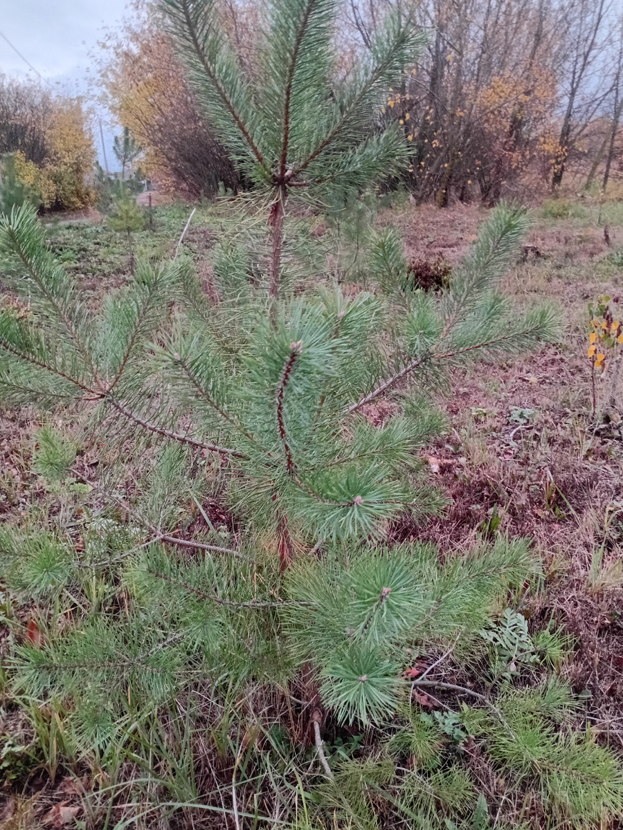 Она же летом...