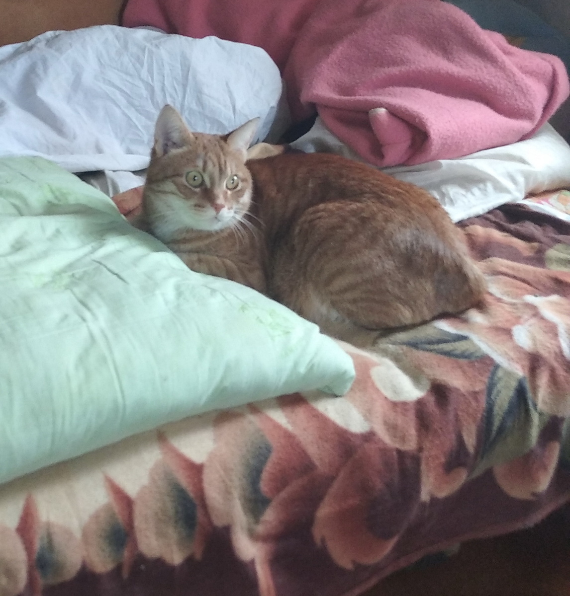 личное  фото.