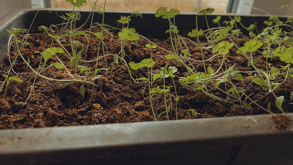 Зелень на подоконнике. Фото из архива автора