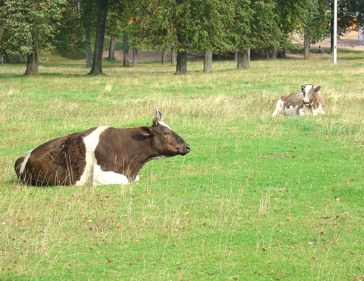 В Ниловой пустыни