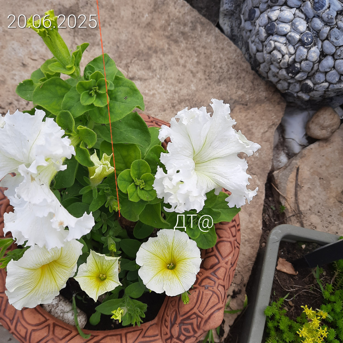 У сорта Афродита бахромчатые краешки.))