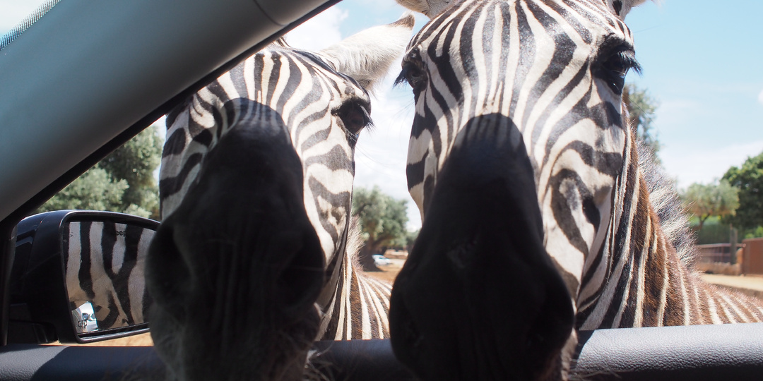 Сафари в Италии. Как зебры и козлы чуть не уничтожили прокатную машину