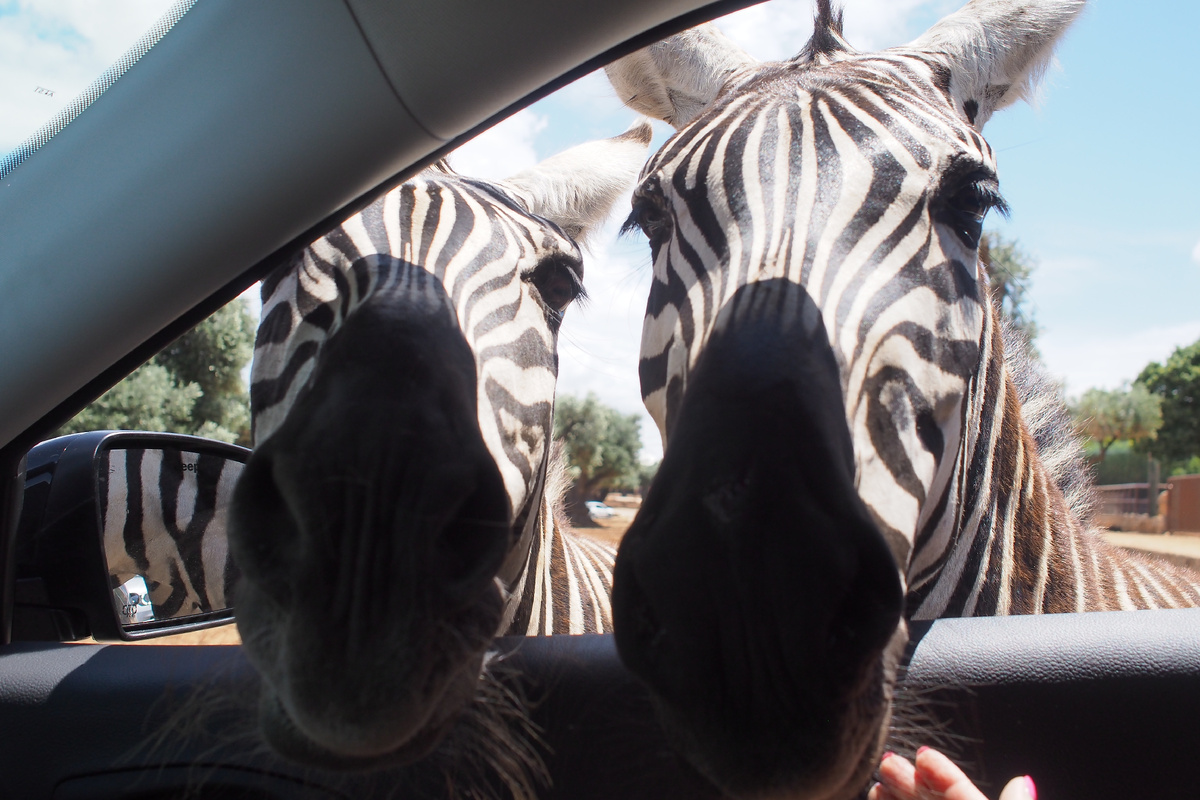 Две зебры нападают на туристов во время поездки по зоосафари 