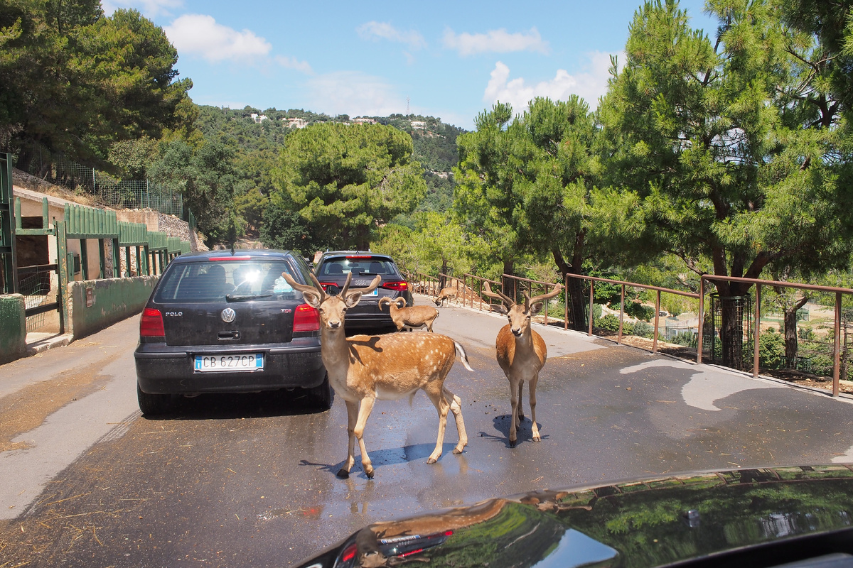 Без морковки проезд закрыт